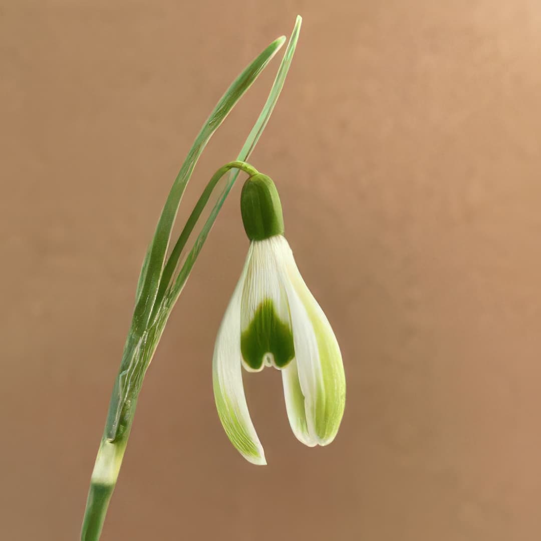Galanthus nivalis Selina Cords