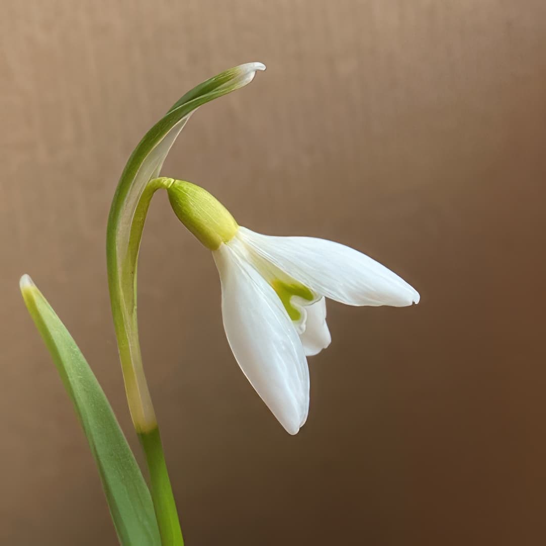 Galanthus nivalis Sharman's Late