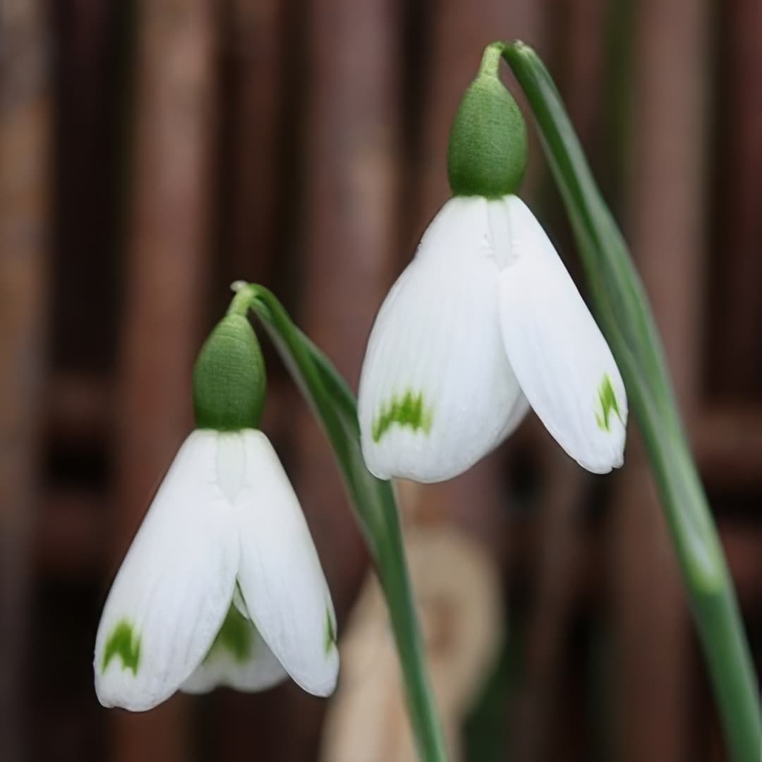 Galanthus Trym Baby