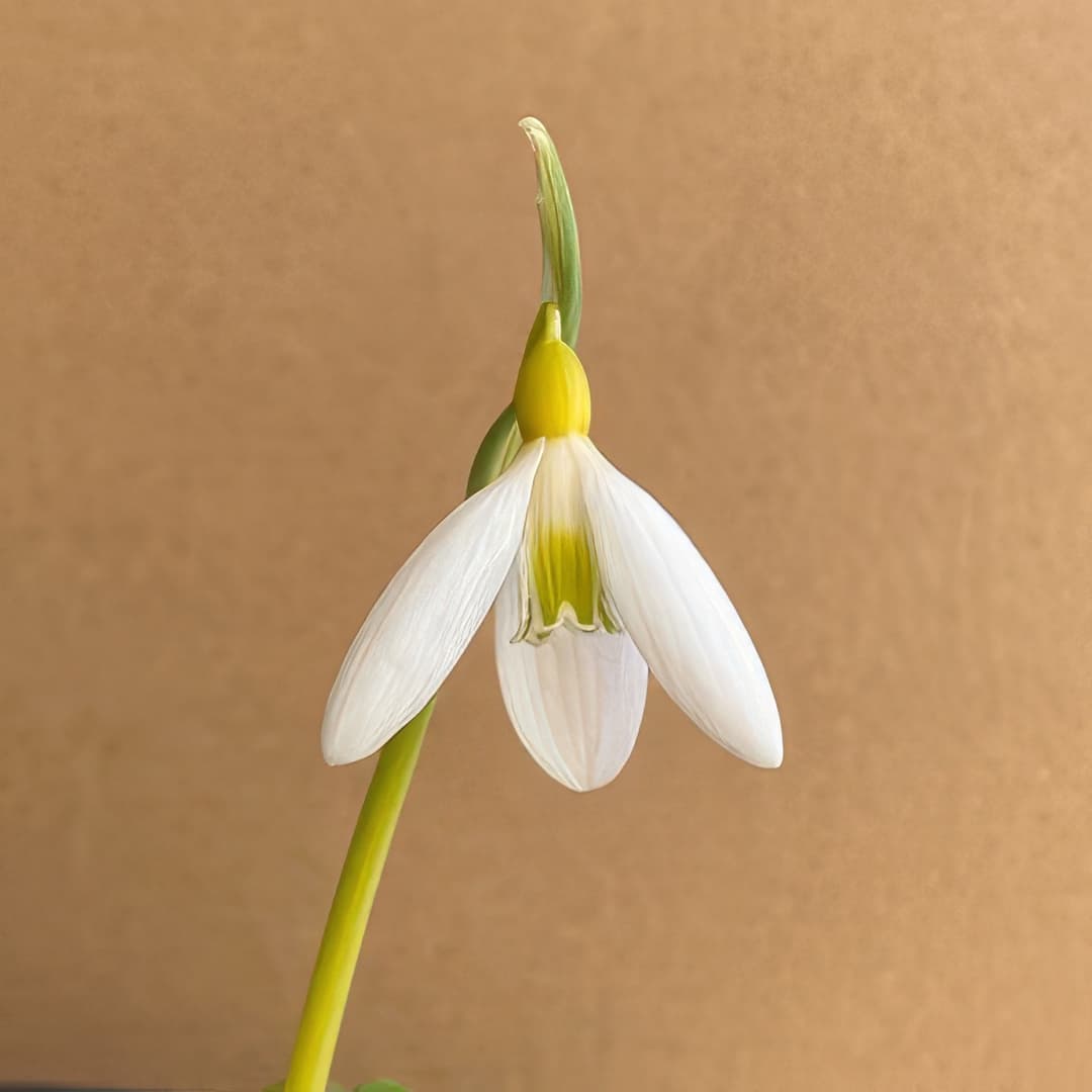 Galanthus plicatus Wandlebury Ring