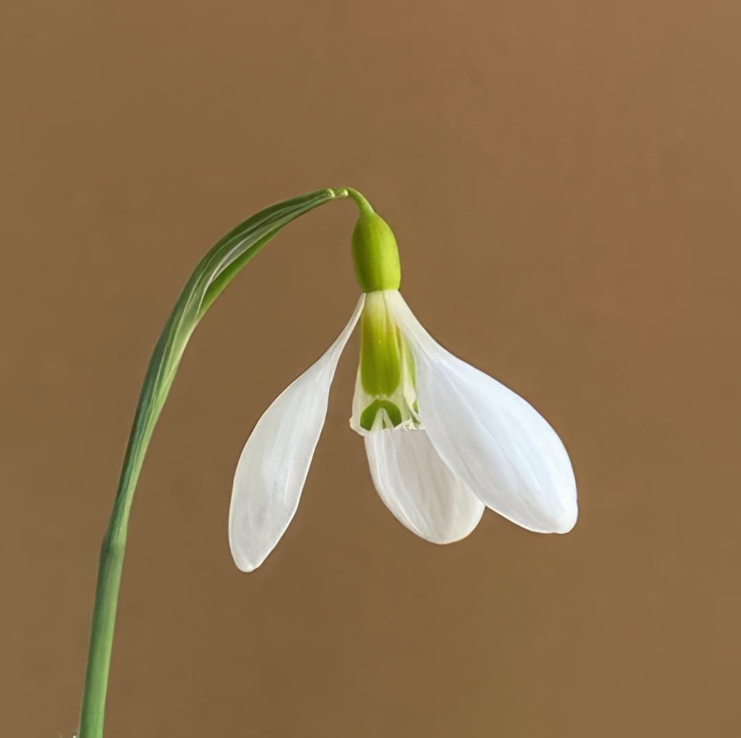 Galanthus gracilis Highdown