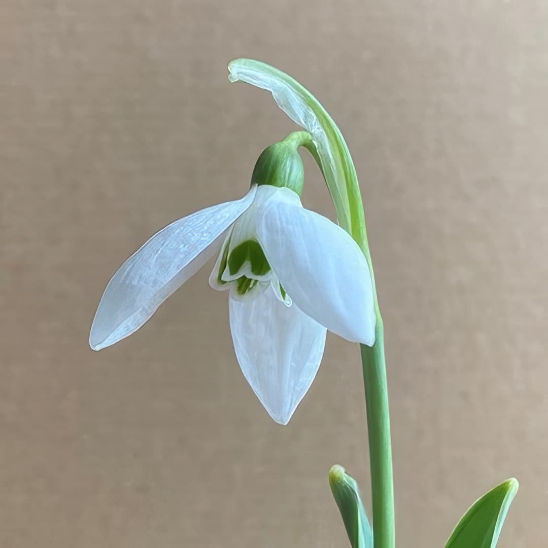 Galanthus Fieldgate Tiffany