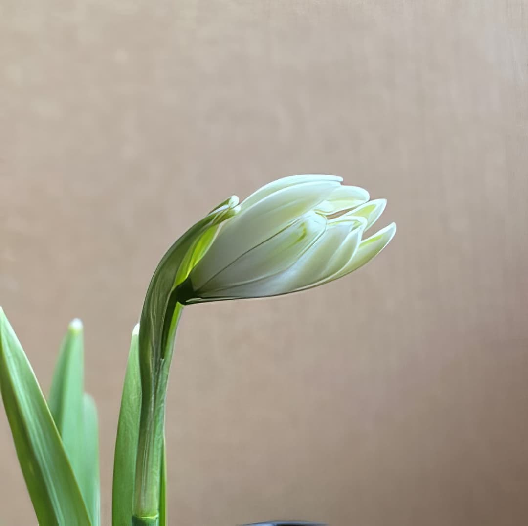 Galanthus nivalis Frank Turner