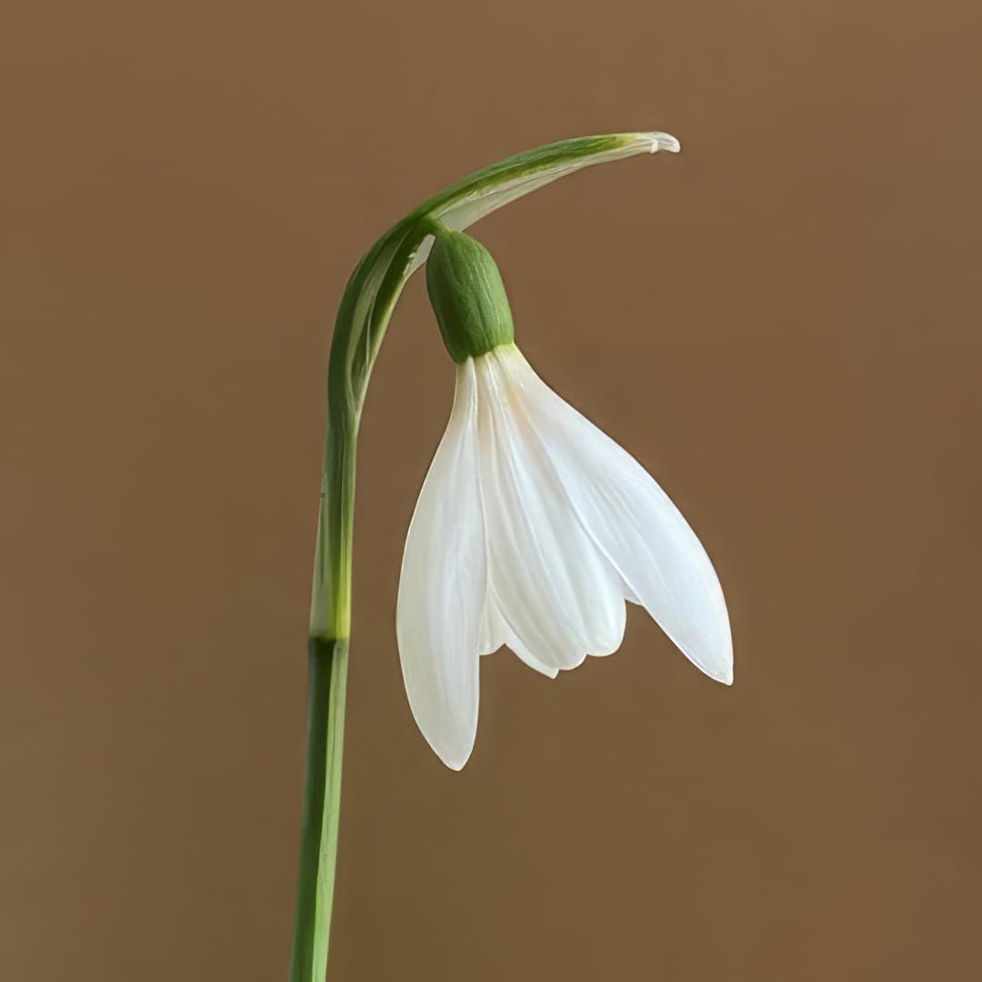 Galanthus nivalis Gloria