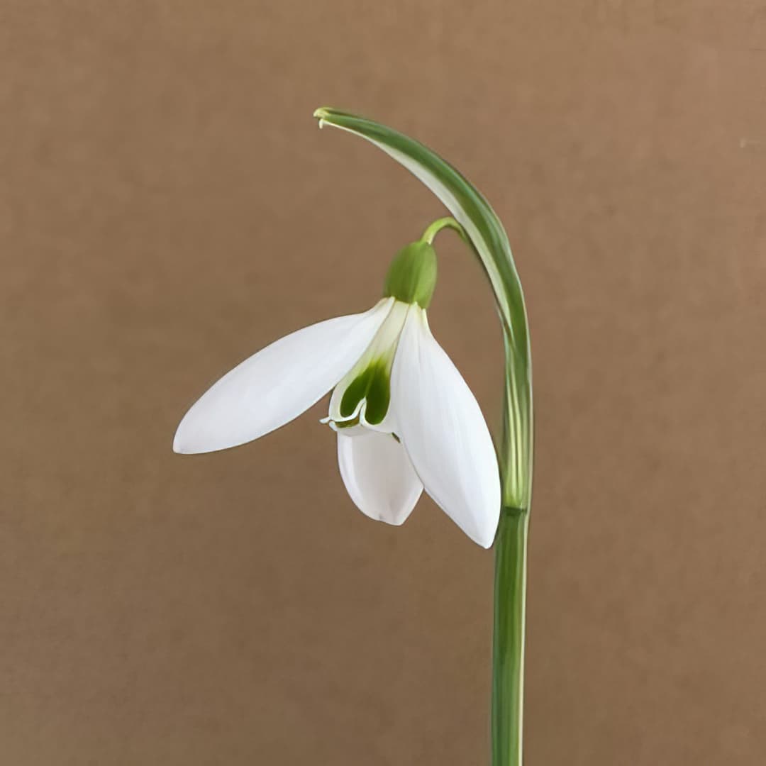 Galanthus Lyn