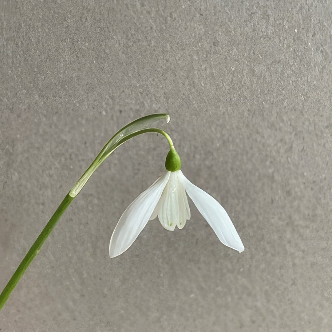 Galanthus nivalis Sibbertoft White