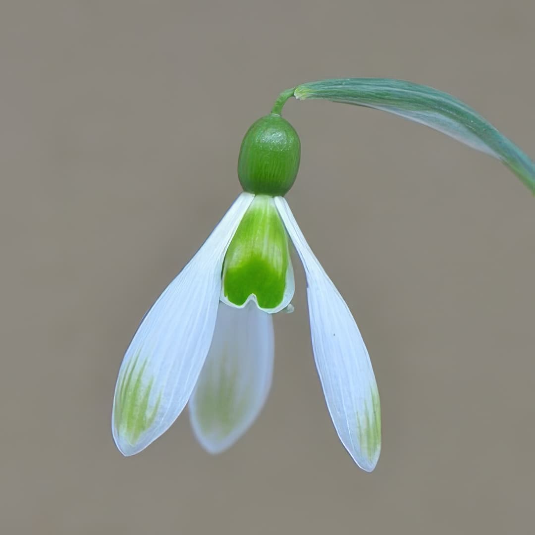 Galanthus plicatus Amy Doncaster