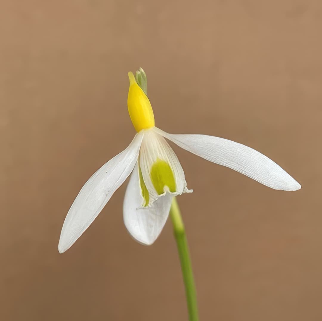 Galanthus plicatus Bill Clark
