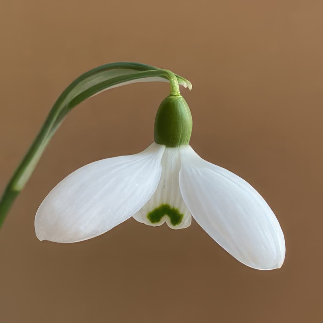 Galanthus Byfield Special