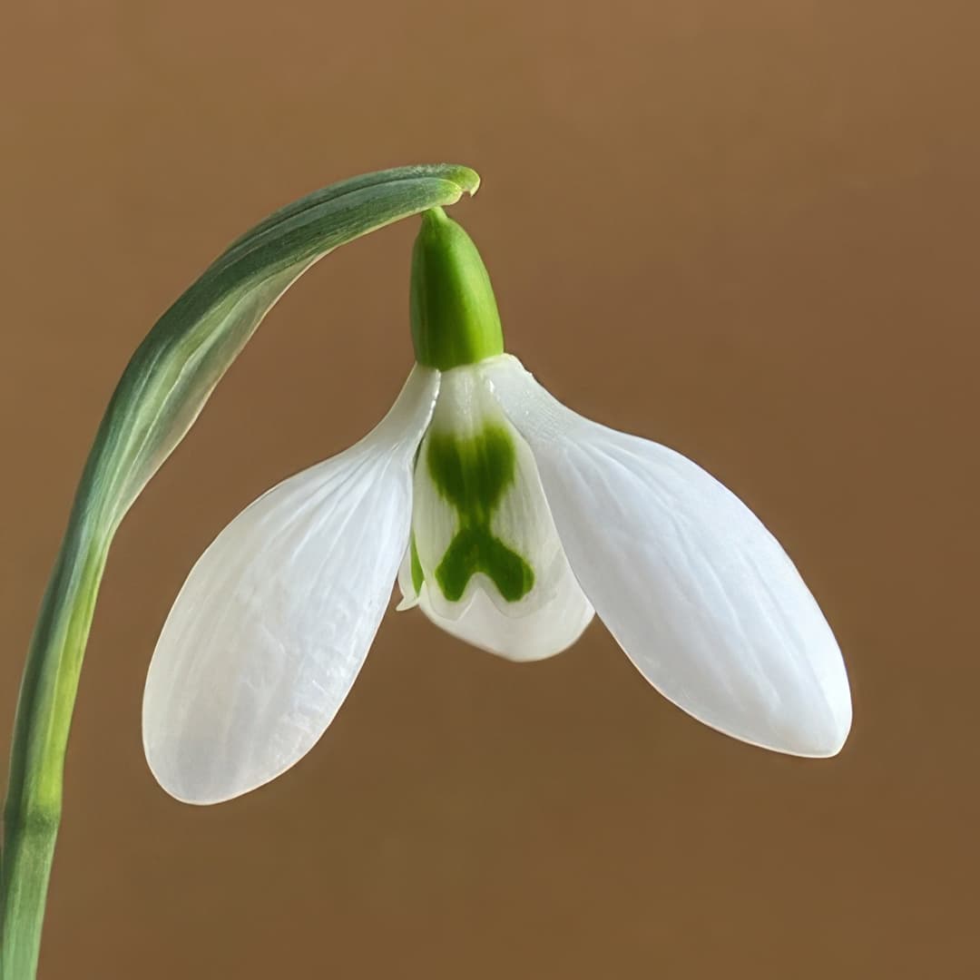 Galanthus Crinkle Crankle