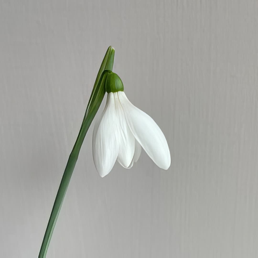 Galanthus nivalis Danube Star