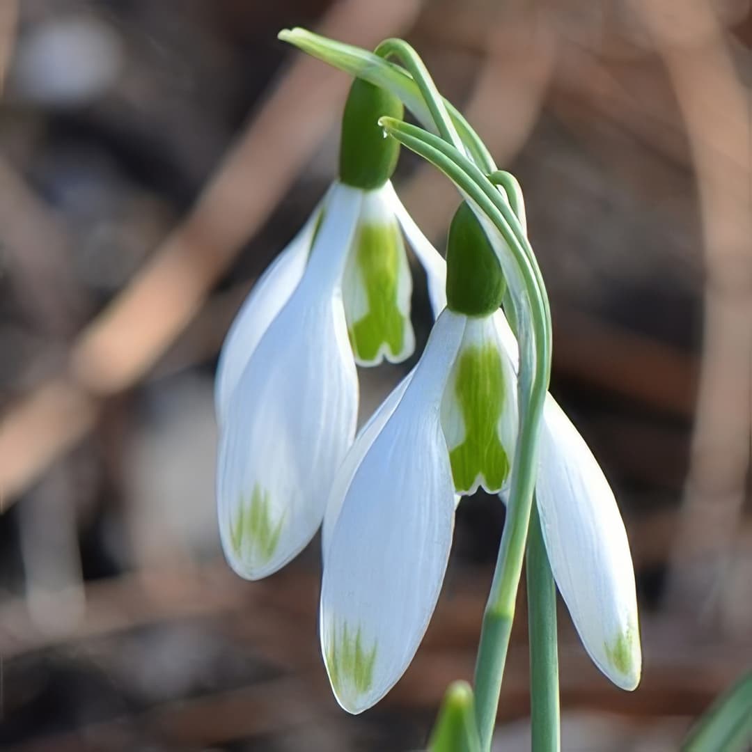 Galanthus elwesii Daphne's Scissors