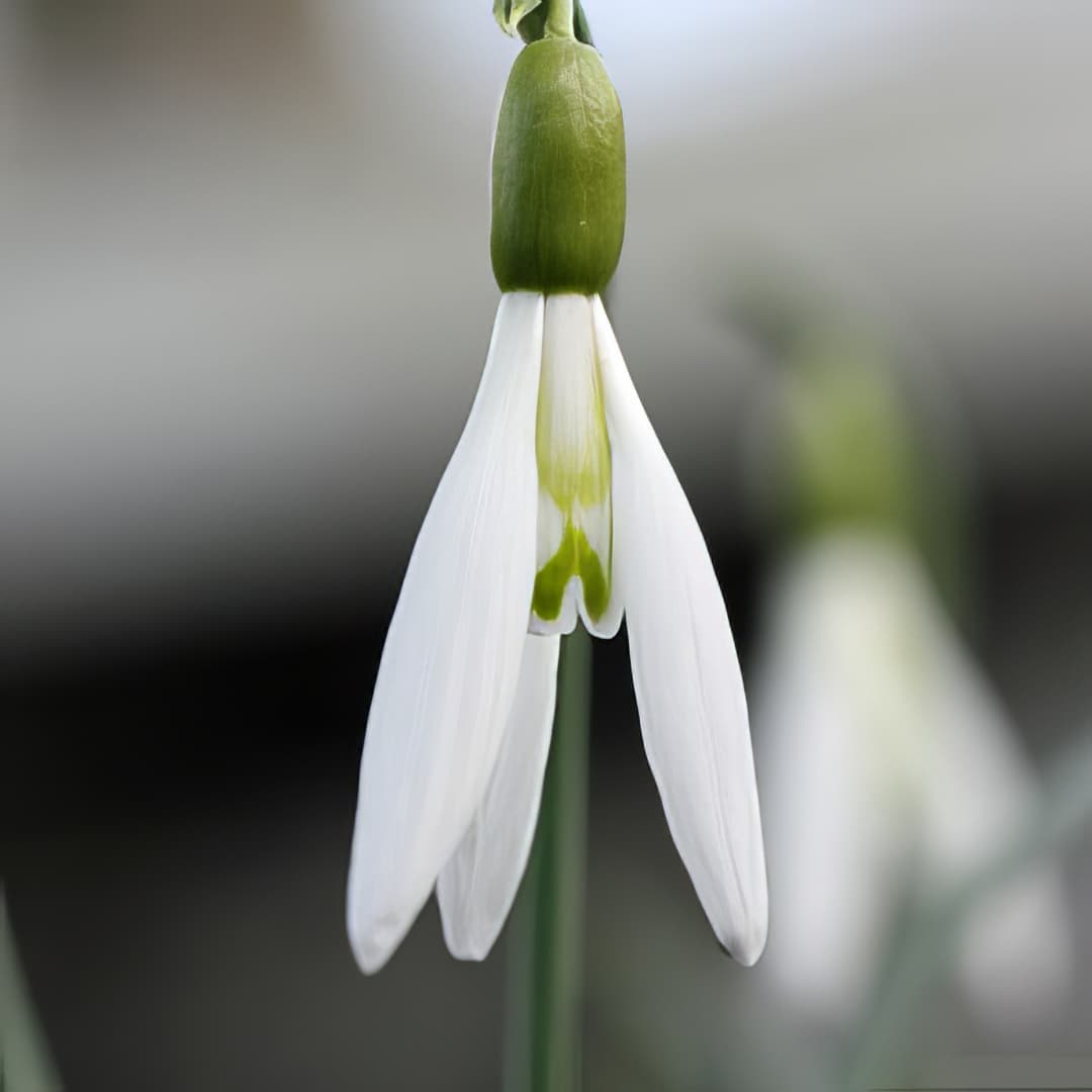Galanthus elwesii David Shackleton