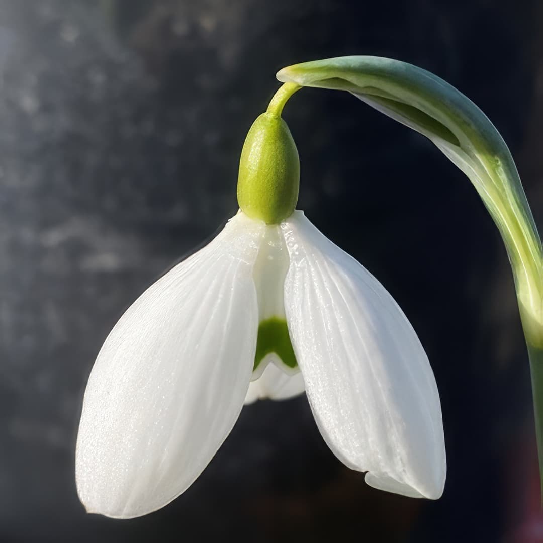 Galanthus Falkland House