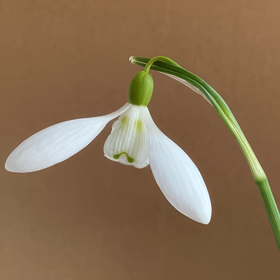 Galanthus Homersfield