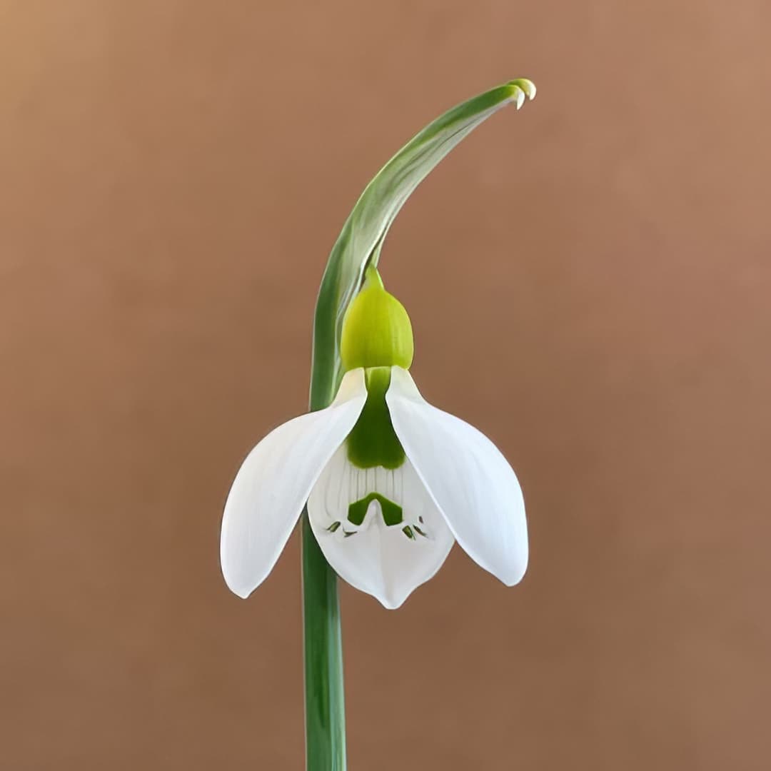 Galanthus gracilis Kew Form