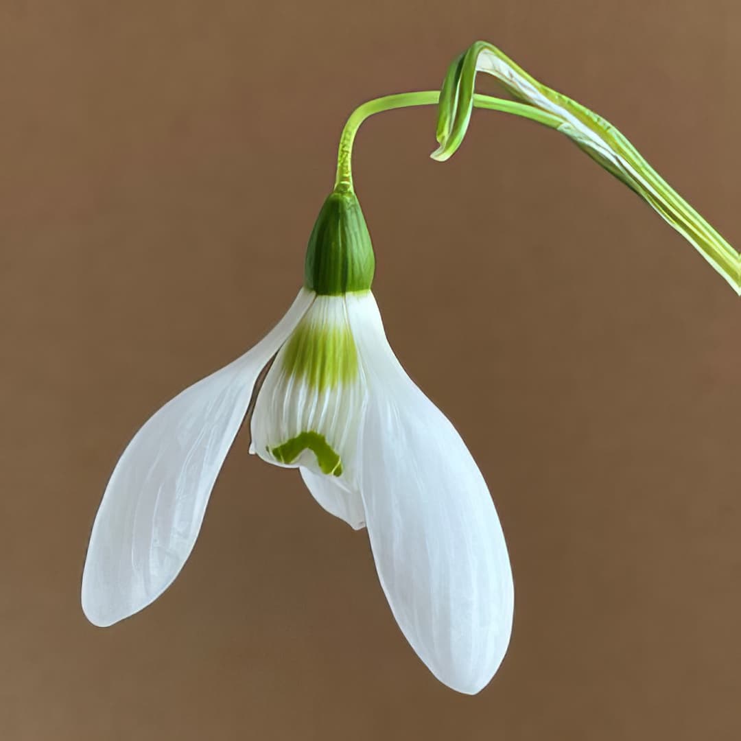 Galanthus Kingston Double