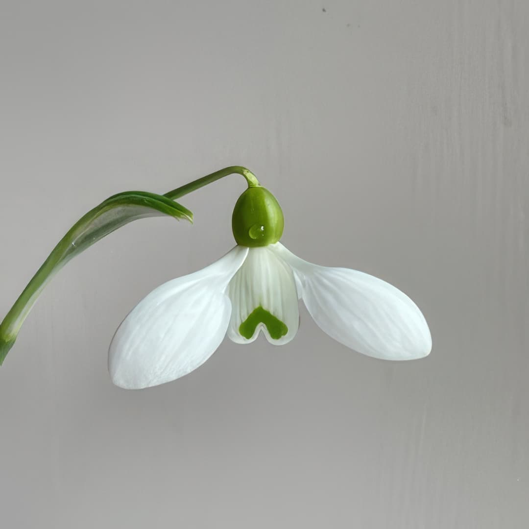 Galanthus Little Dorrit