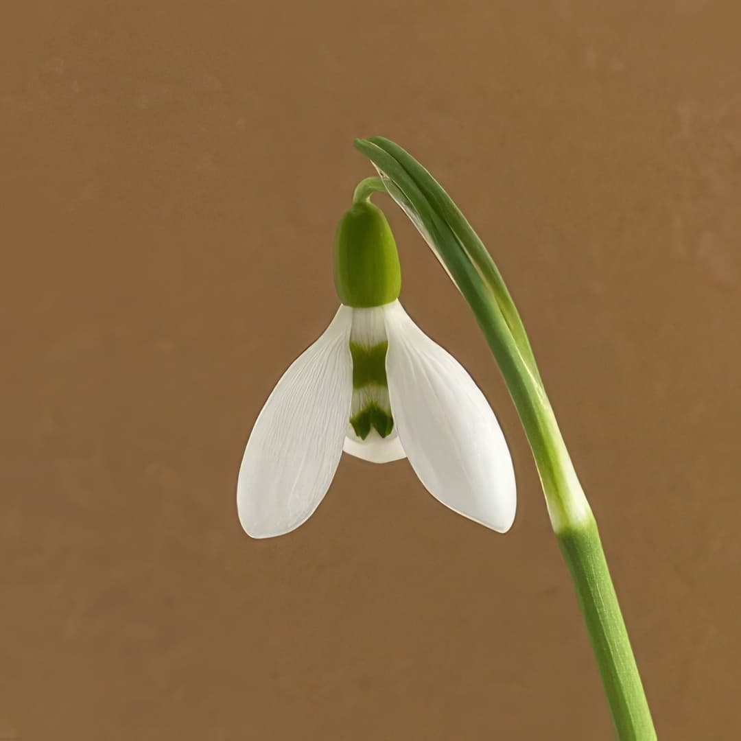 Galanthus elwesii Lodestar