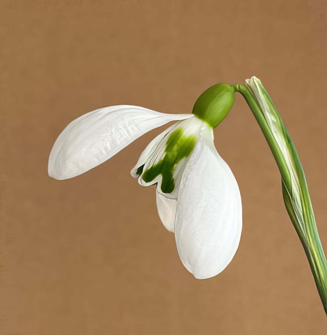 Galanthus Lord Lieutenant
