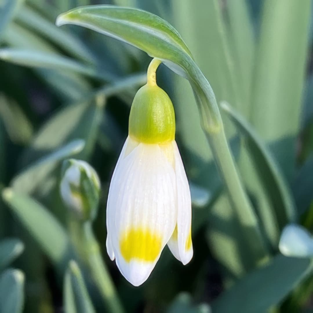 Galanthus Midas