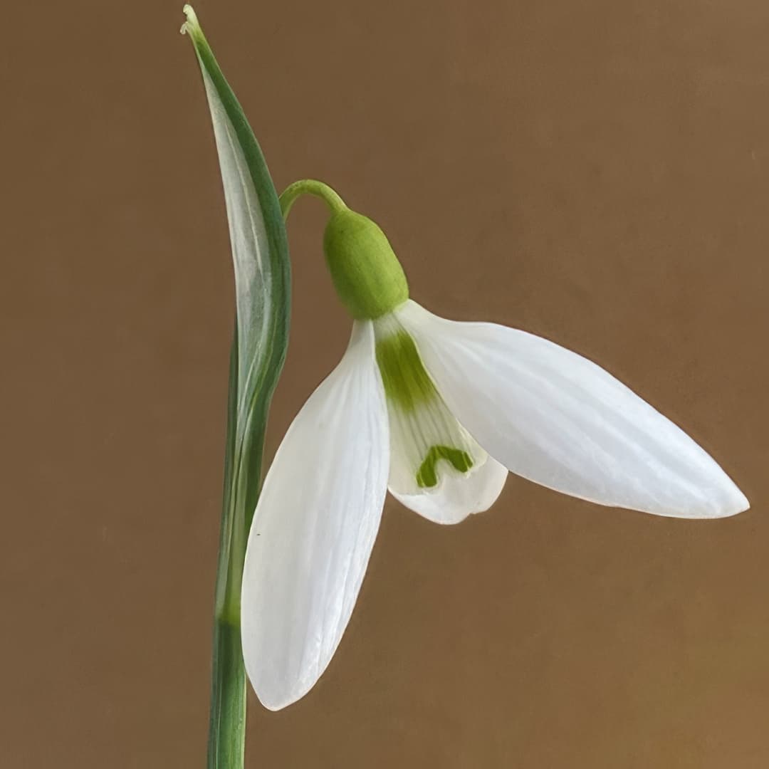 Galanthus Miss Willmott