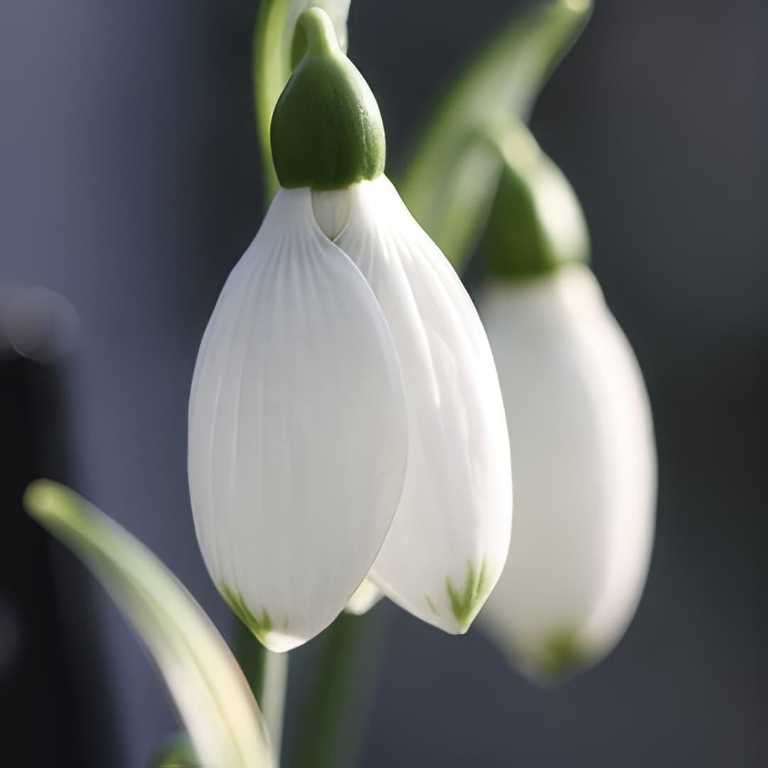 Galanthus elwesii Pat Mason