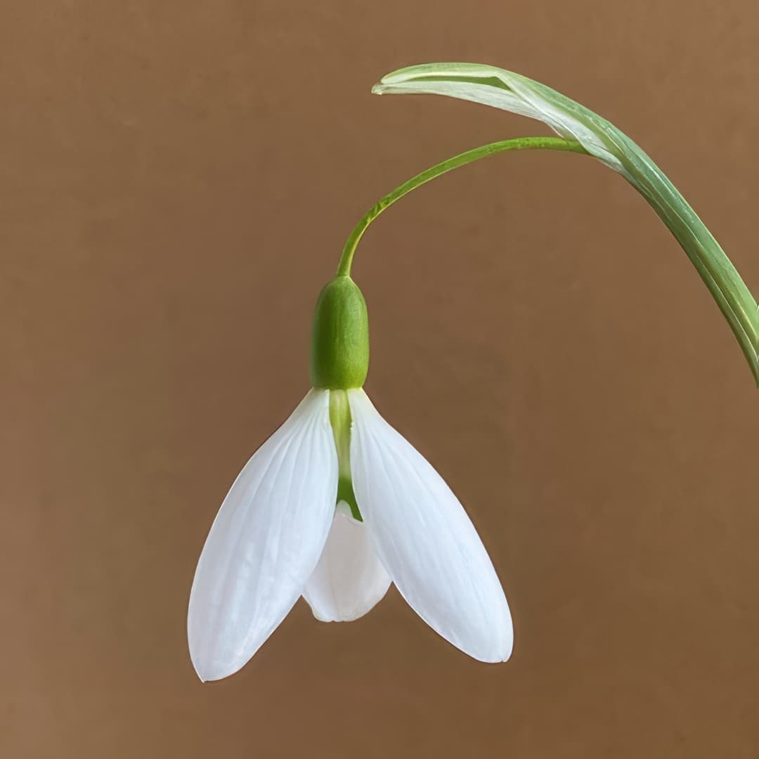 Galanthus plicatus Percy Picton