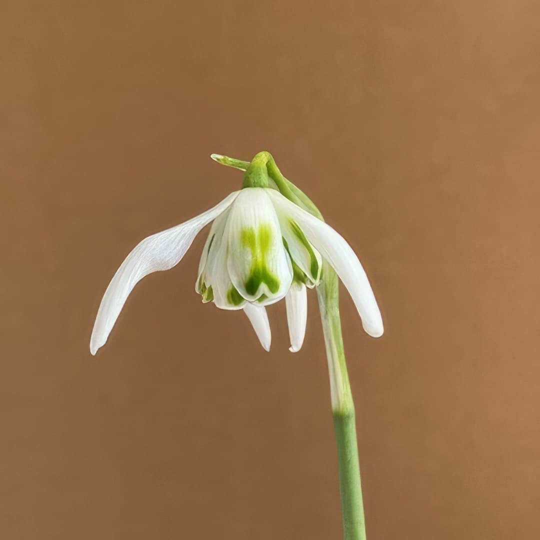 Galanthus Richard Ayres