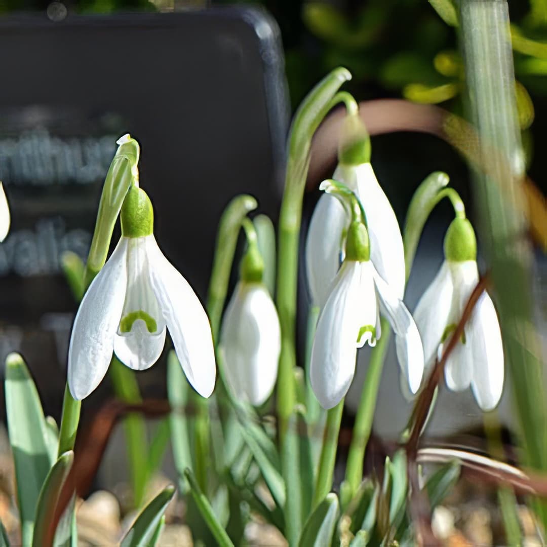 Galanthus nivalis Tiny Tim