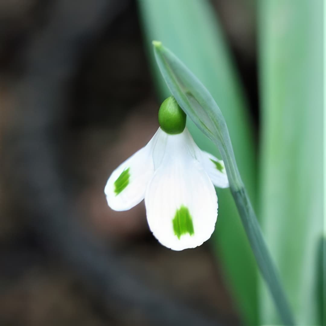 Galanthus plicatus Trympostor