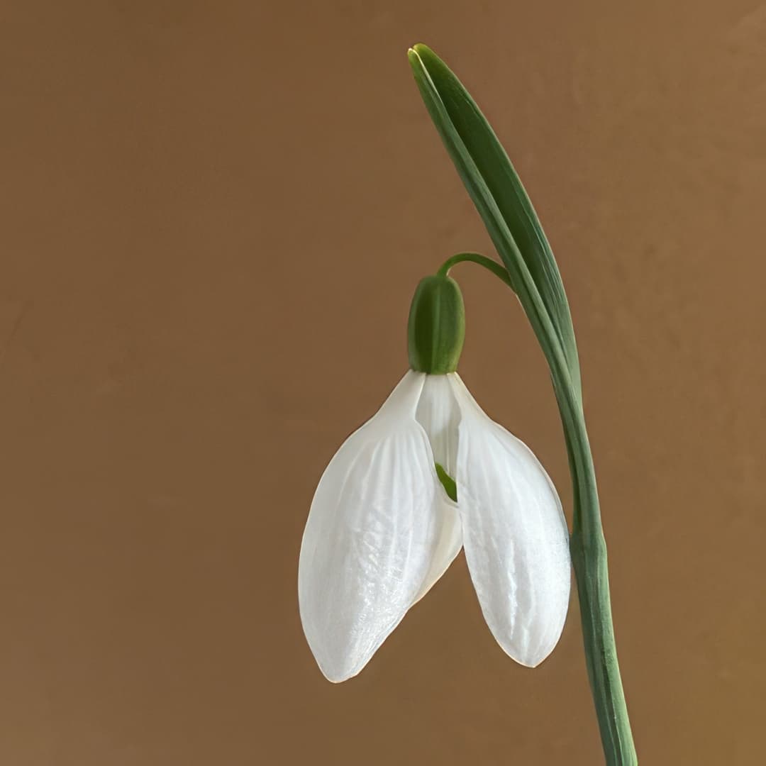 Galanthus plicatus Vera Trum