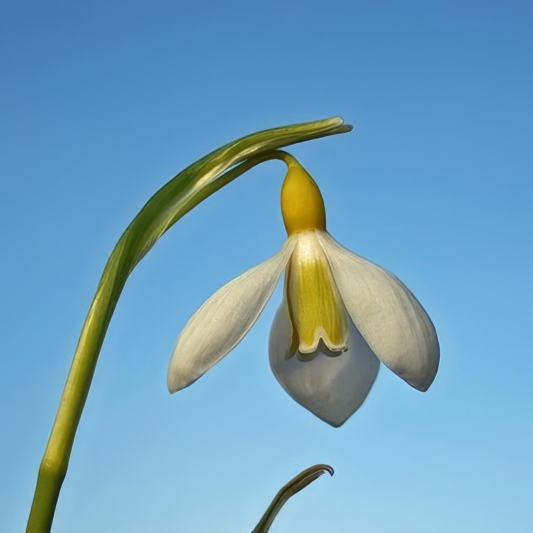 Galanthus plicatus Wendy's Gold