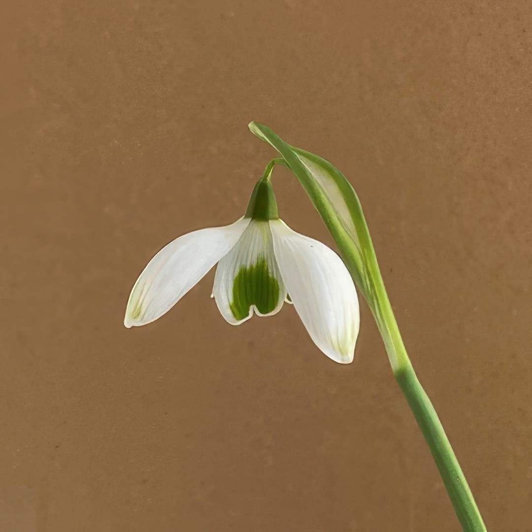 Galanthus White Swan