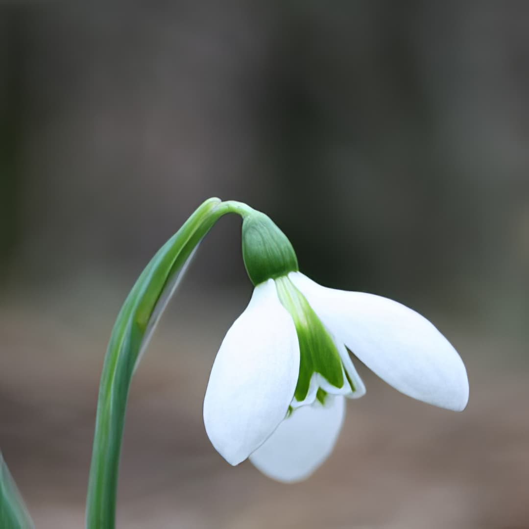 Galanthus plicatus
