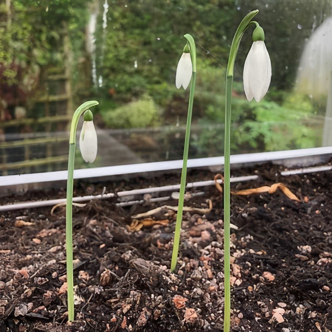 Galanthus reginae-olgae subsp reginae-olgae