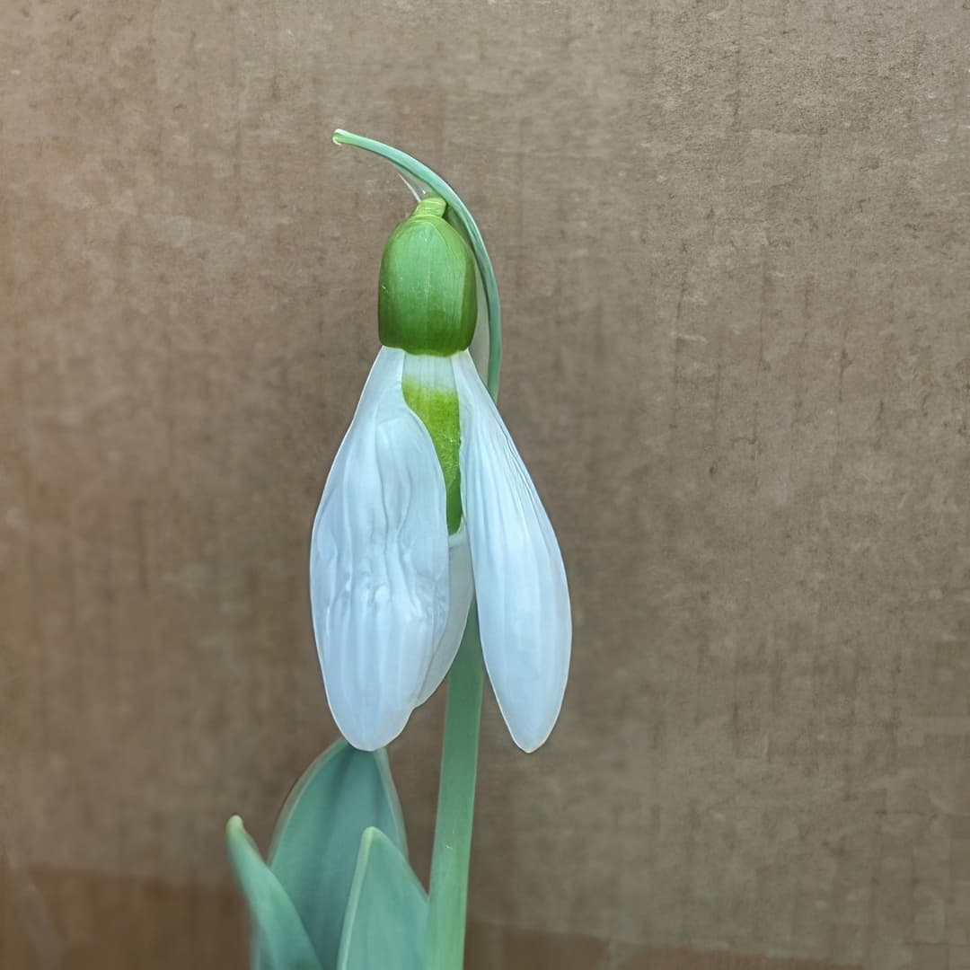 Galanthus elwesii Brian Mathew