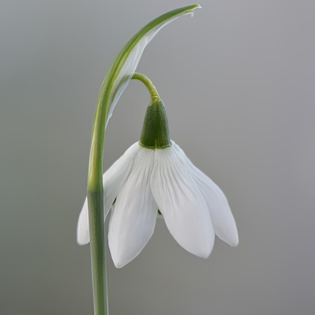 Galanthus elwesii Godfrey Owen