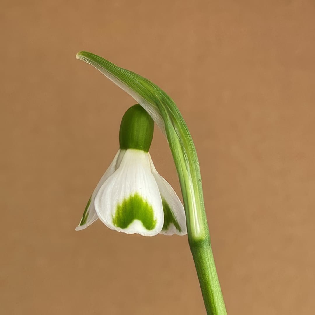 Galanthus plicatus Trym