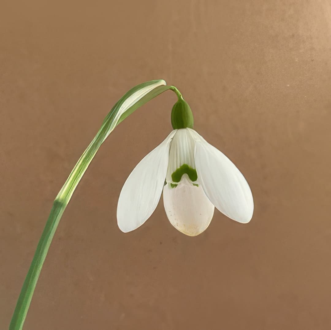 Galanthus S Arnott