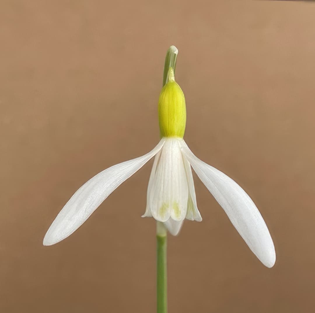 Galanthus nivalis Norfolk Blonde