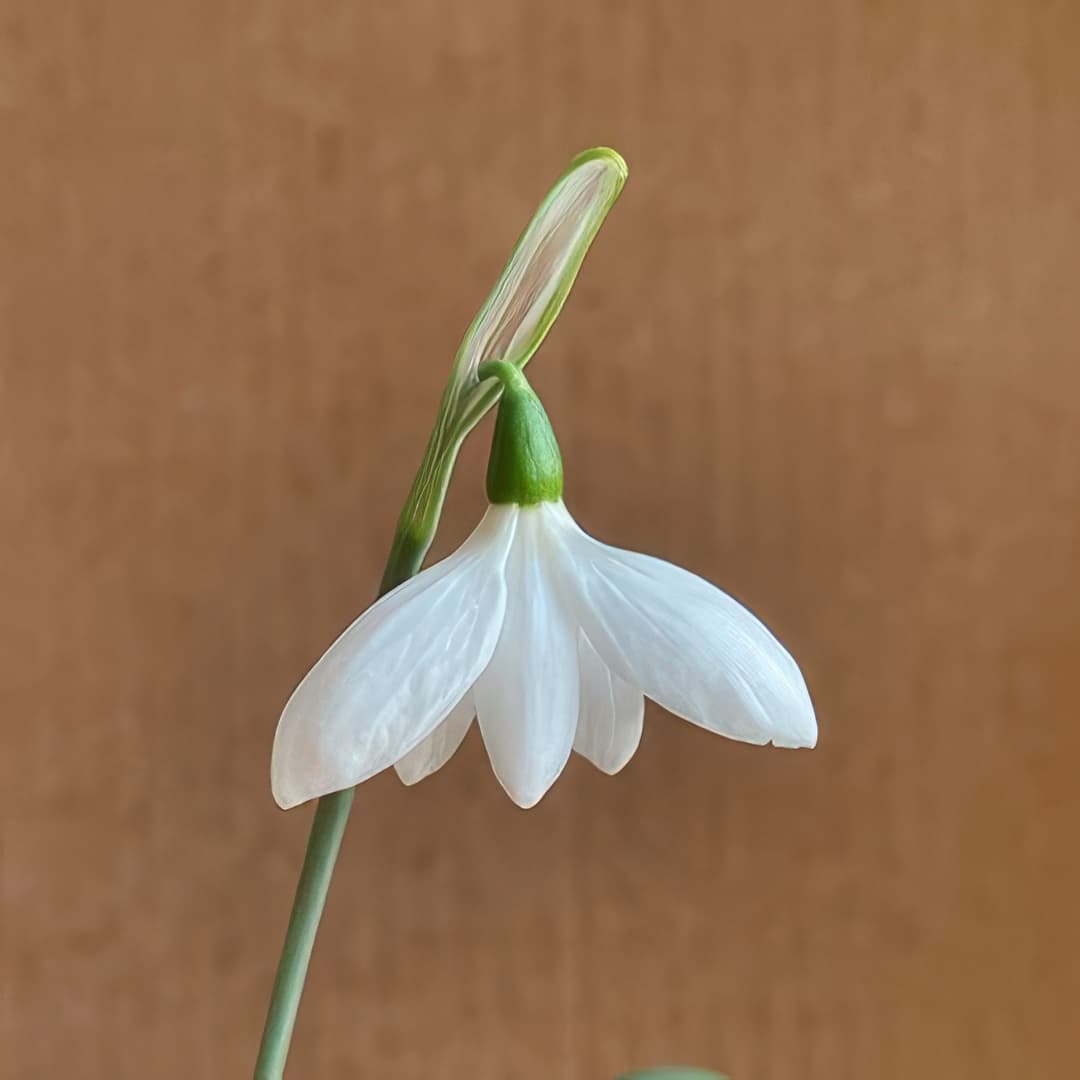Galanthus elwesii The Bride