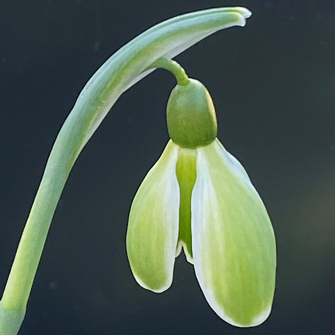 Galanthus nivalis Green Mile