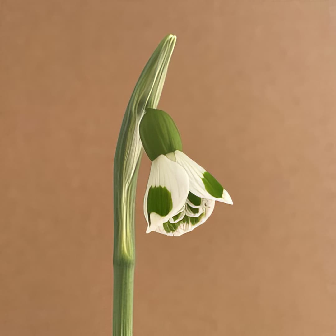 Galanthus plicatus Bumblebee