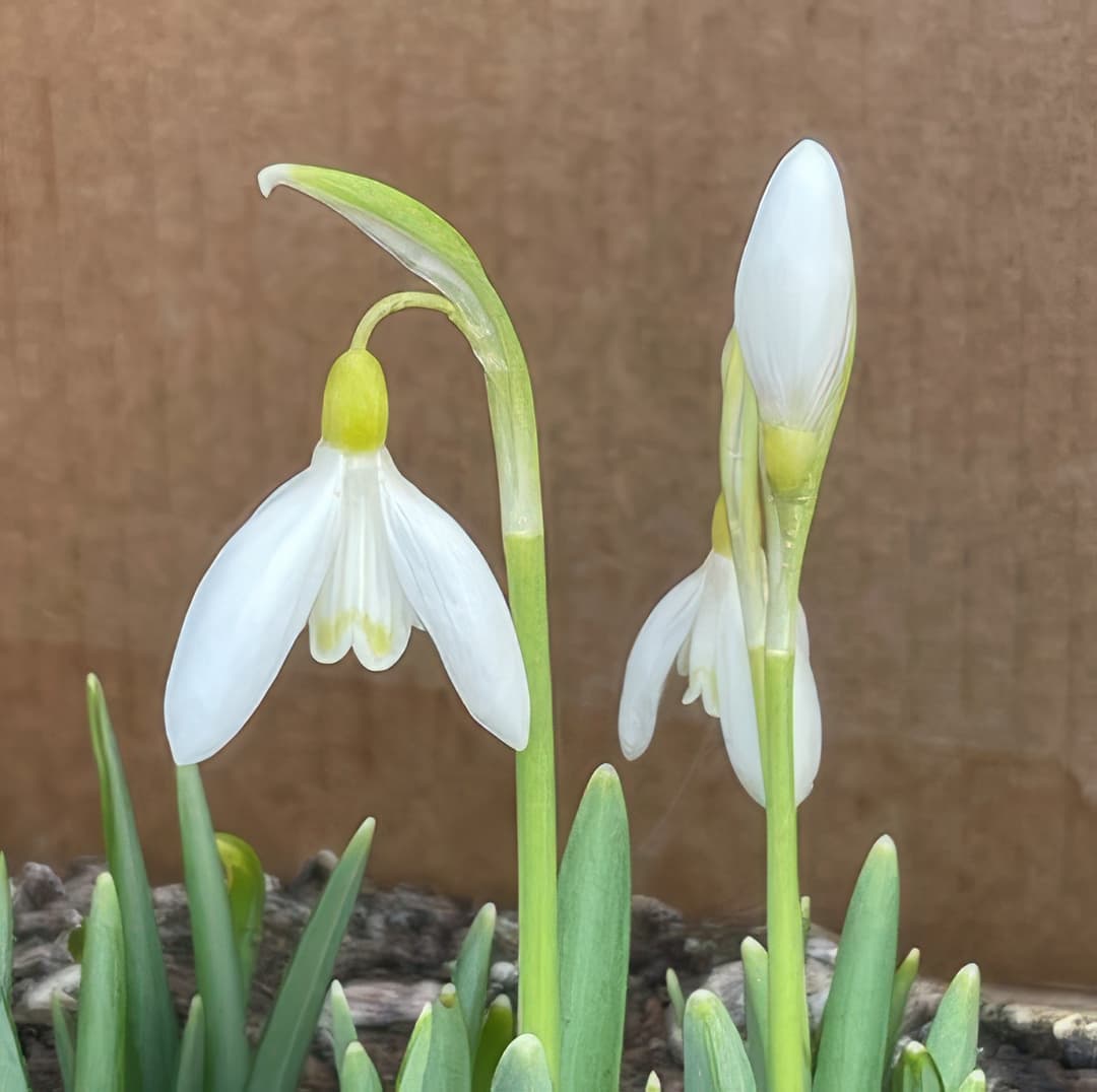 Galanthus Chthonic