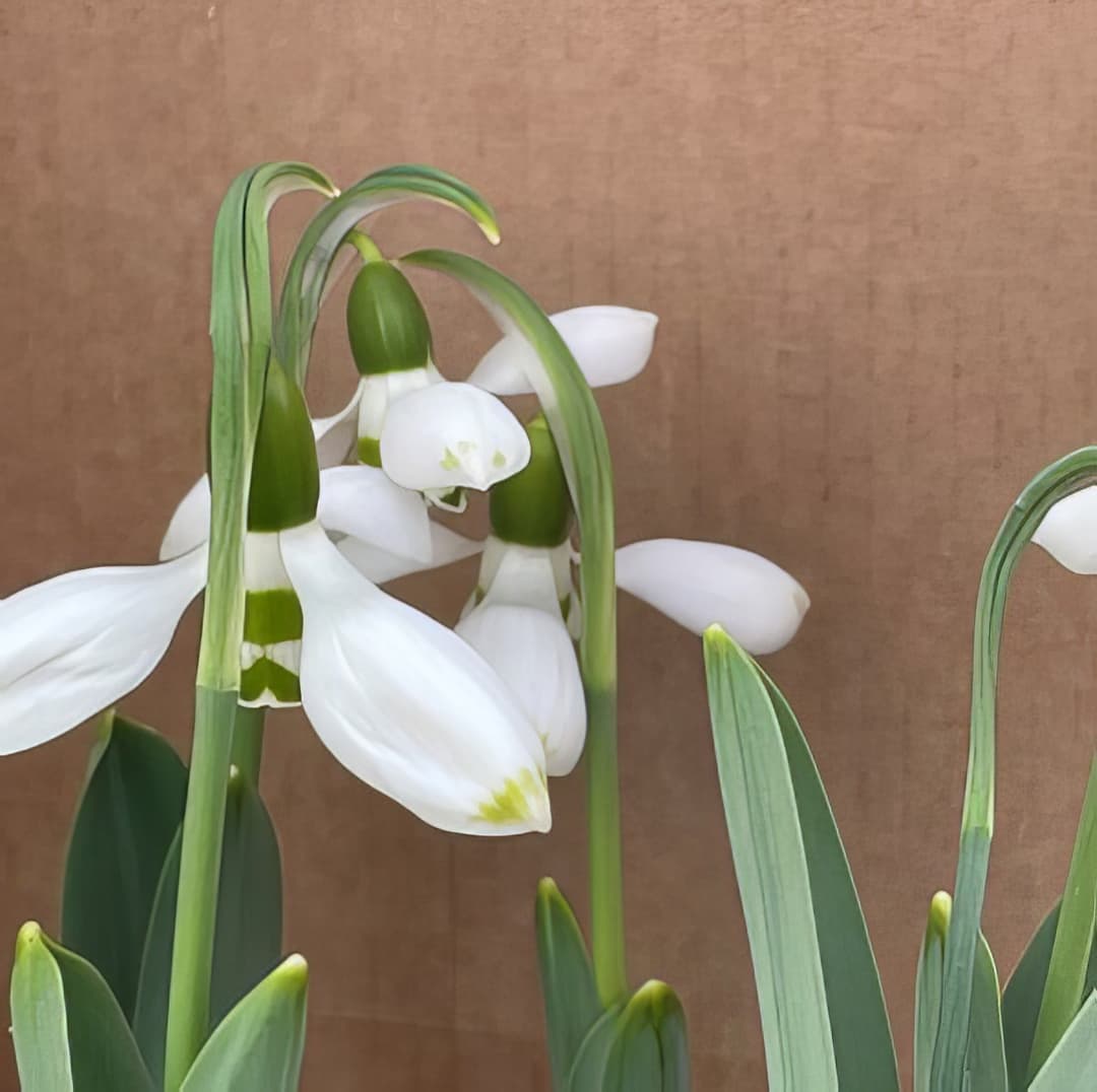 Galanthus elwesii Emerald Hughes