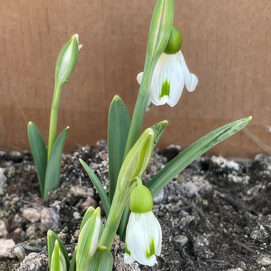 Galanthus x valentinei Fieldgate Imp