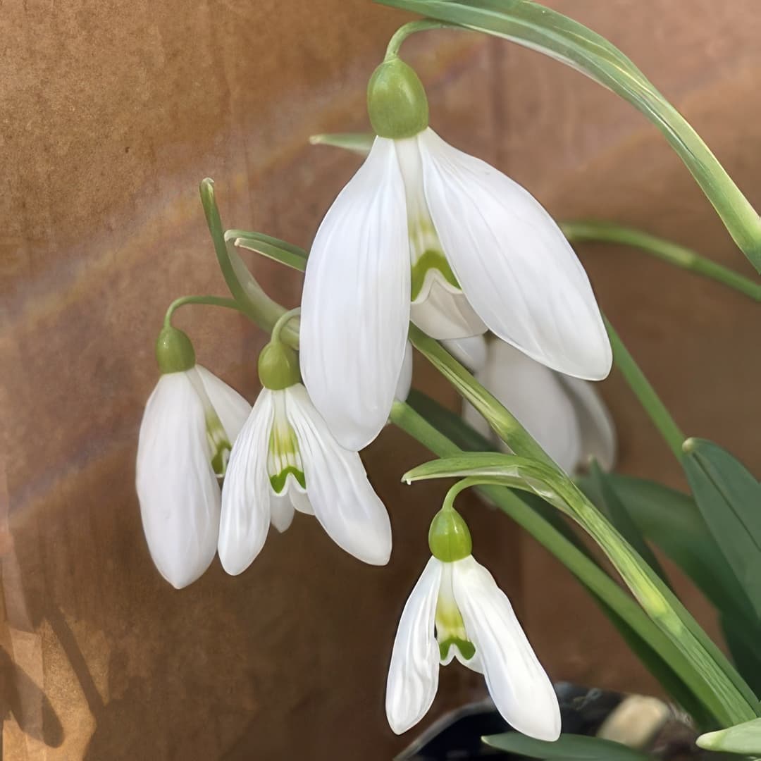 Galanthus Green Necklace