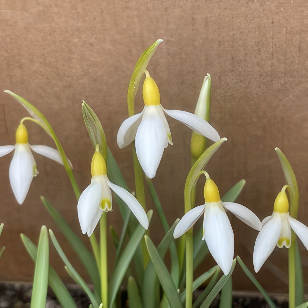 Galanthus nivalis Utrecht Goud