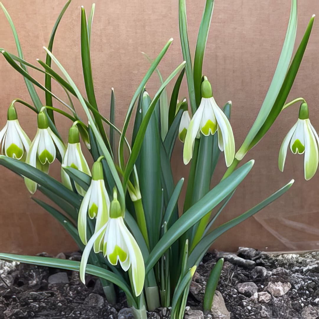 Galanthus Wilhelm Bauer